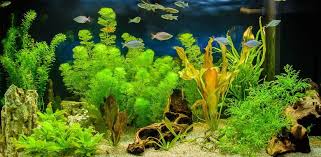 Aquarium Plants